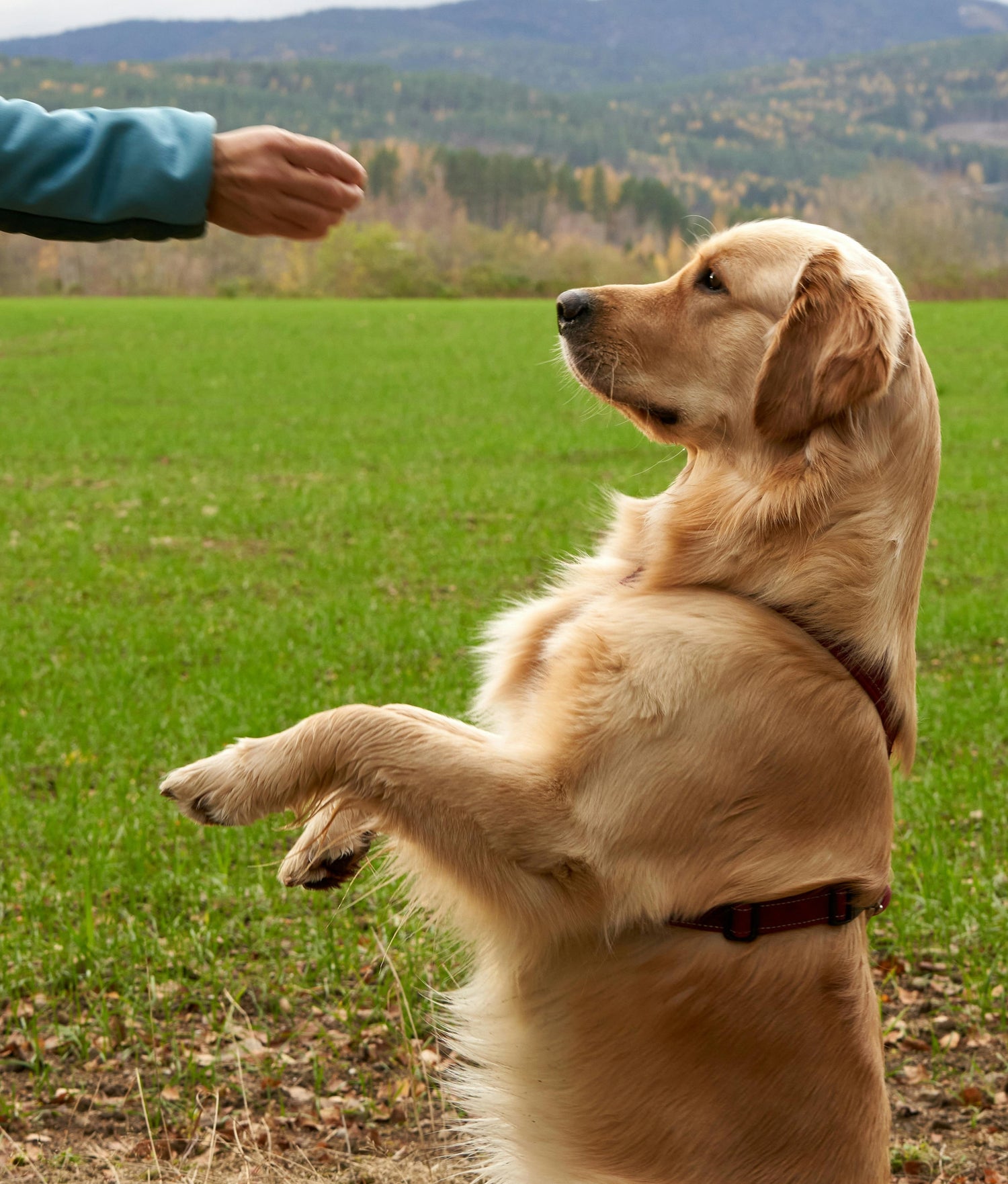 Dog Training Tools