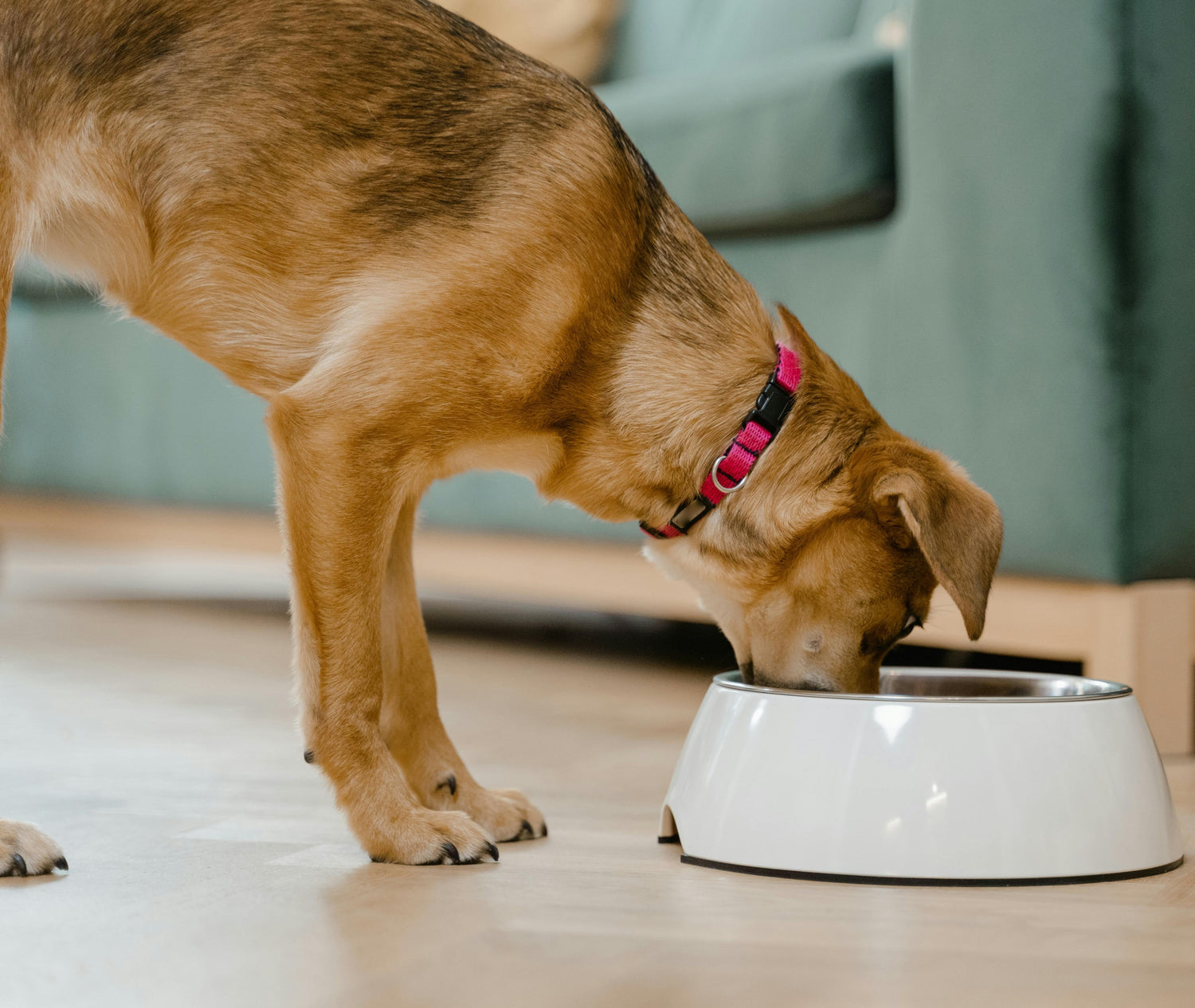 Feeding Accessories