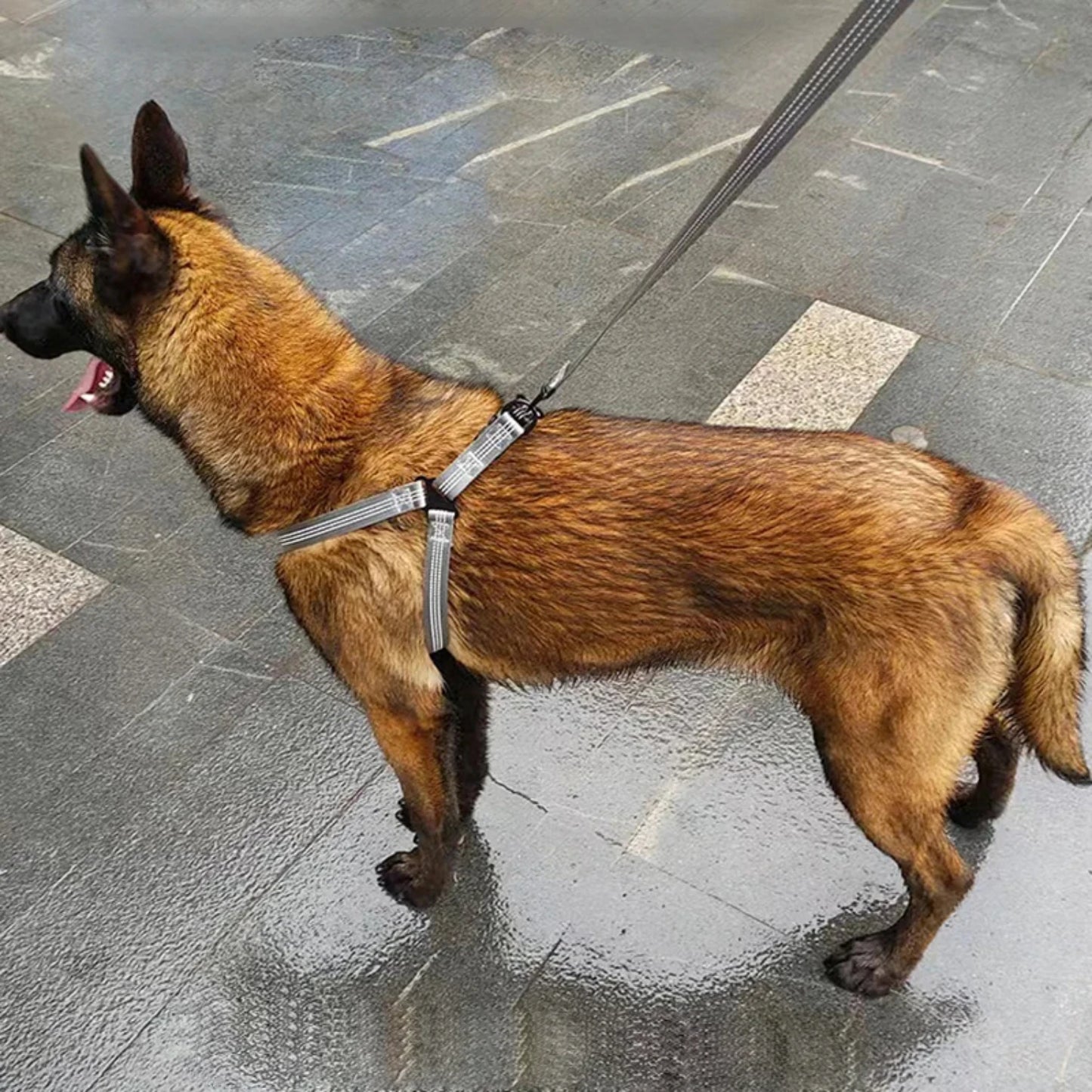 Adjustable Dog Harness